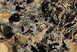 Paleoproterozoic Stromatolite (Ephyaltes) Section - Australia #197363-1